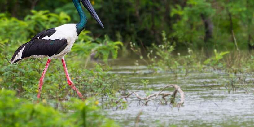 Tangalle/Hiriketiya/Galle: Shuttle to Ella with Yala Safari - Guides and driving style: what makes the day feel smooth