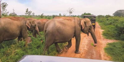 Tangalle/Hiriketiya: Udawalawa Safari & Elephant Transit Hom - Udawalawe National Park Jeep safari: how the game viewing really works