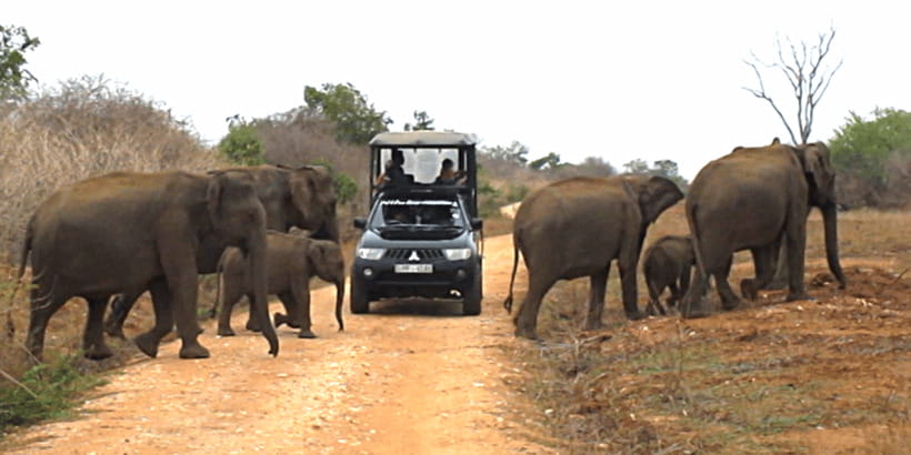 Tangalle/Hiriketiya: Udawalawa Safari & Elephant Transit Hom - What to bring for a smoother safari day