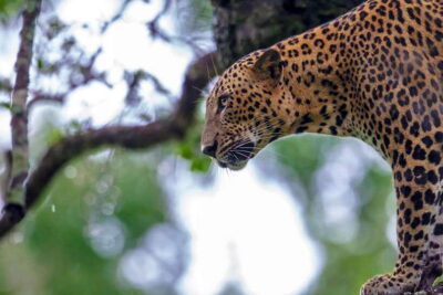 Tangalle/Hiriketiya: Yala National Park Safari in a 4x4 - 4x4 Jeep safari: how spotting actually works in Yala