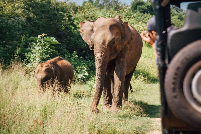 Tangalle/Hiriketiya: Yala National Park Safari in a 4x4 - Setting expectations: when sightings are slow (and how to not get burned)