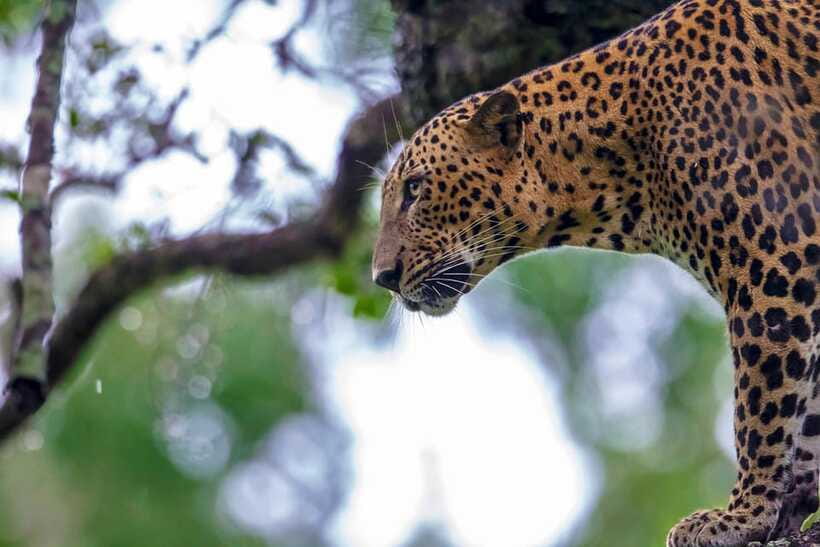 Tangalle/Hiriketiya: Yala National Park Safari in a 4x4 - Who this safari suits best