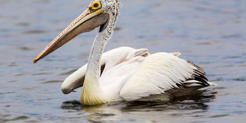 Tangalle: Safari Day Trip to Yala & Udawalawe w/ Picnic - Price and entrance fees: is this worth $93 plus extras?