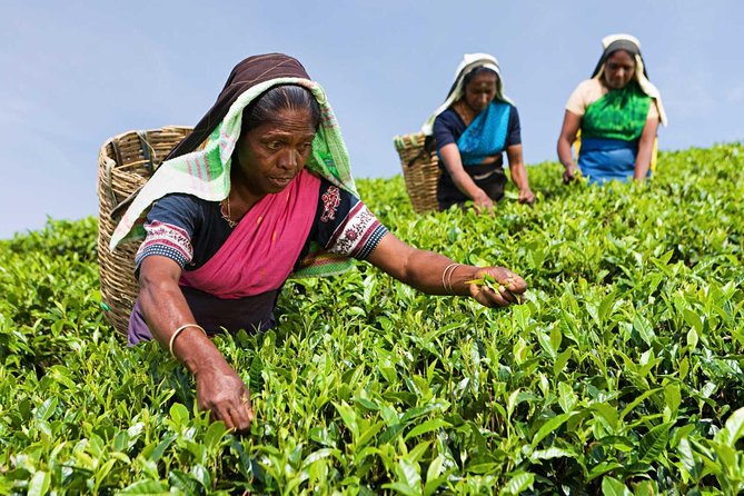 Tea Plucking and Tea Factory Visit from Nuwara Eliya. - Key highlights you’ll feel in real life