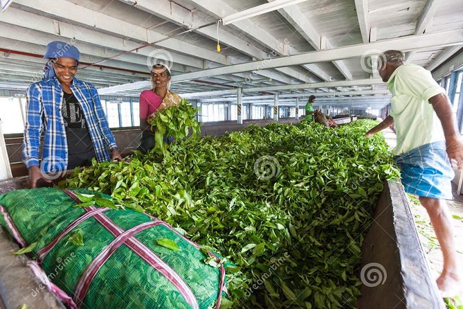 Tea Plucking and Tea Factory Visit from Nuwara Eliya. - Why tea plucking + Pedro factory makes sense from Nuwara Eliya