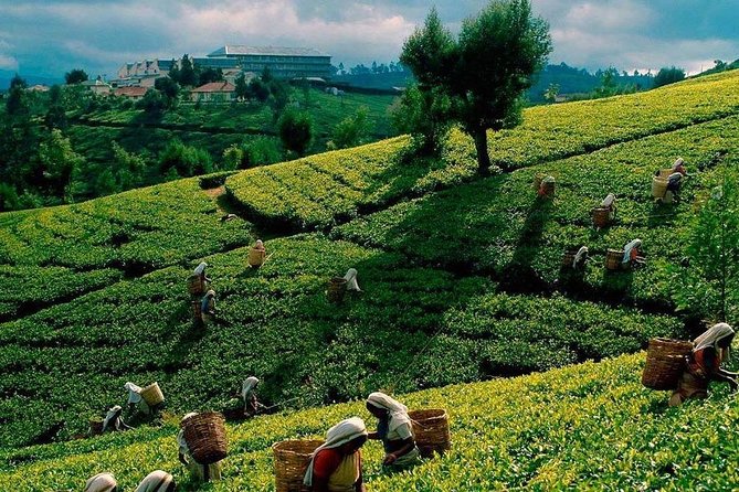 Tea Plucking and Tea Factory Visit from Nuwara Eliya. - Tea plucking on the hills: enjoy it like a pro