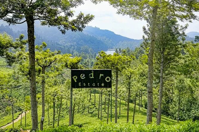 Tea Plucking and Tea Factory Visit from Nuwara Eliya. - Price and value: is $35 fair for what you get?