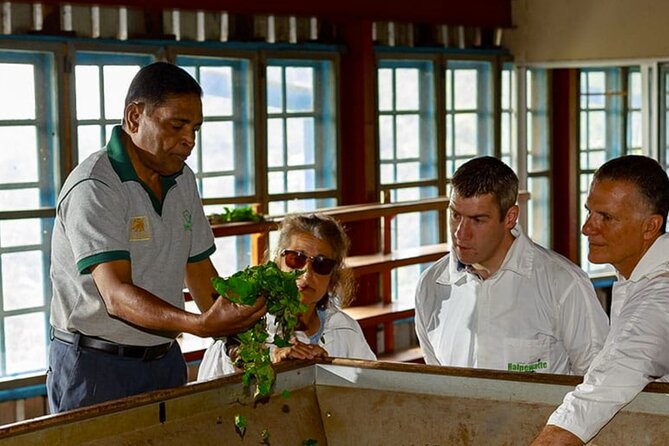 Tea Plucking and Tea Factory Visit from Nuwara Eliya. - Should you book this tea plucking and Pedro factory visit?