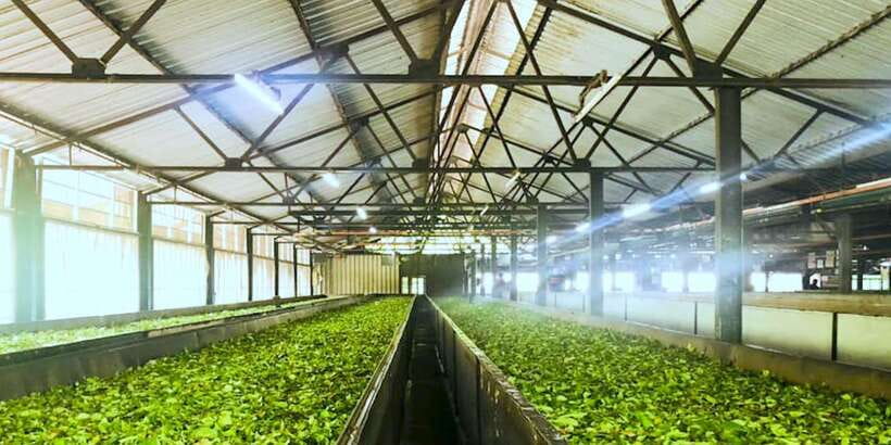 Tea Plucking and Tea Factory: Visit from Nuwara Eliya - Scenic Photo Stops and Plantation Vistas: Where the Day Feels Like a Postcard