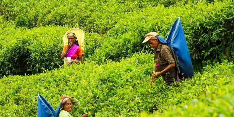 Tea Plucking and Tea Factory: Visit from Nuwara Eliya - Private Transportation, English Guide, and a Small-Group Feeling