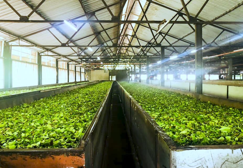 Tea Plucking and Tea Factory: Visit from Nuwara Eliya - Price and Value: Is $53 Worth It?