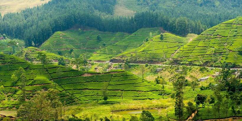 Tea Plucking & Tea Factory: Tour From Nuwara Eliya - Key highlights that matter