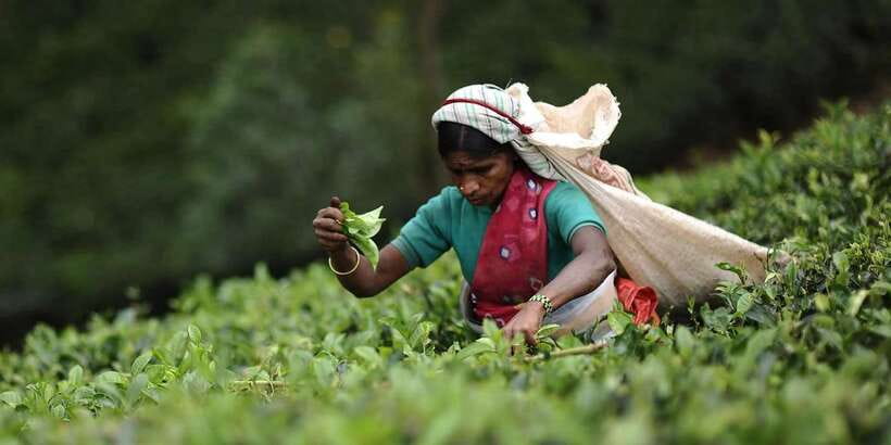 Tea Plucking & Tea Factory: Tour From Nuwara Eliya - Tea Plucking From Nuwara Eliya: why this experience works