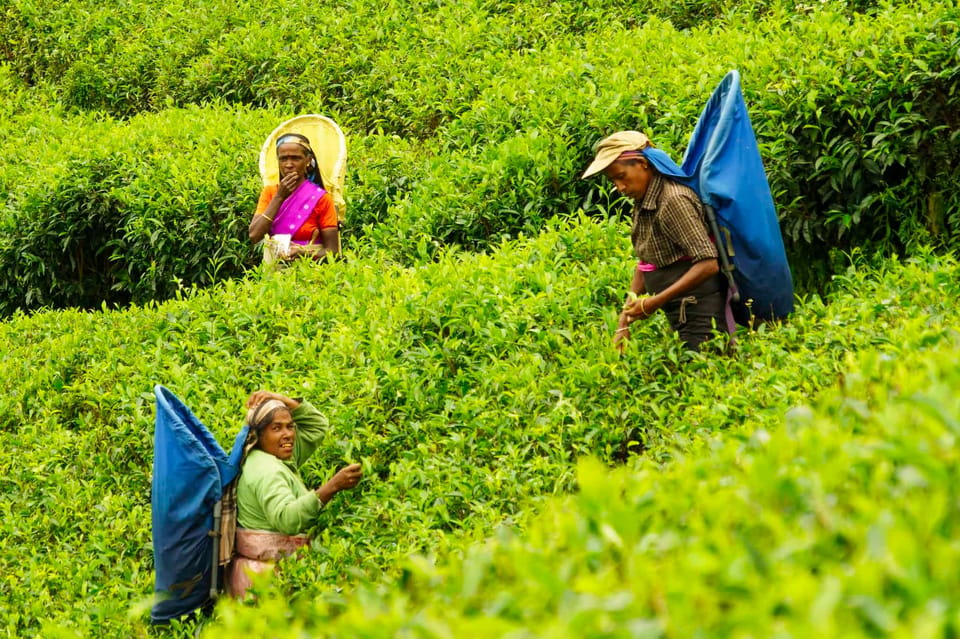 Tea Plucking & Tea Factory: Tour From Nuwara Eliya - Tea factory time at Pedro: what happens between the leaves and the cup