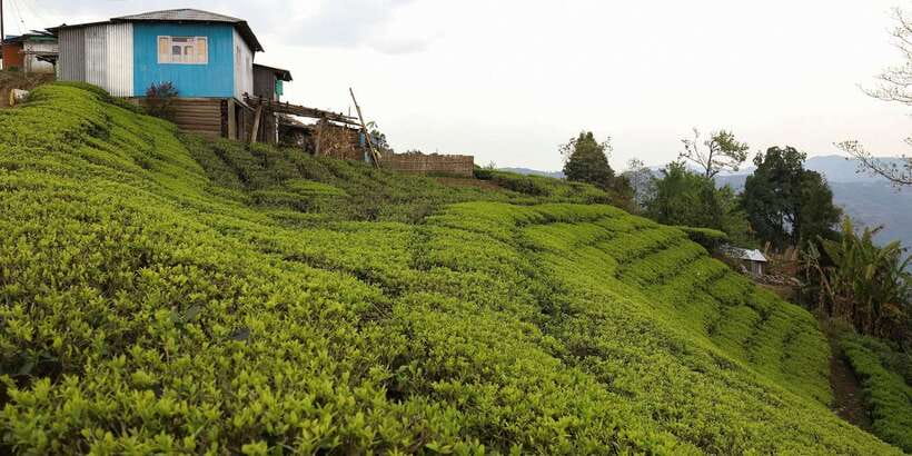 Tea Plucking & Tea Factory: Tour From Nuwara Eliya - The tasting room: how to compare flavors like a tea nerd