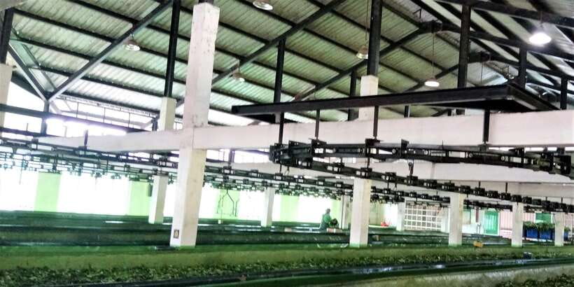 Tea Plucking & Tea Factory: Tour From Nuwara Eliya - Morning pickup and the ride up into tea country