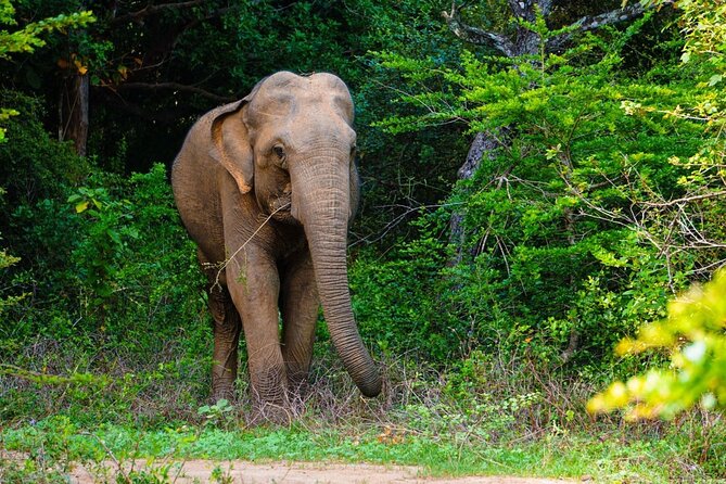 The Best Safari tour from Hambantota Port (Janaka safari) - Hambantota Port morning start: why the timing matters