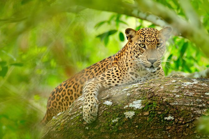The Most popular Personalized round Tour In Sri Lanka-Day Charged - Day 6: Bentota water sports time, another Madu River slot, and Galle Dutch Fort