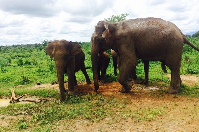 The Most Recommended Round Tour in Sri Lanka - Ella to Yala: Ravana Falls and the safari day that needs patience