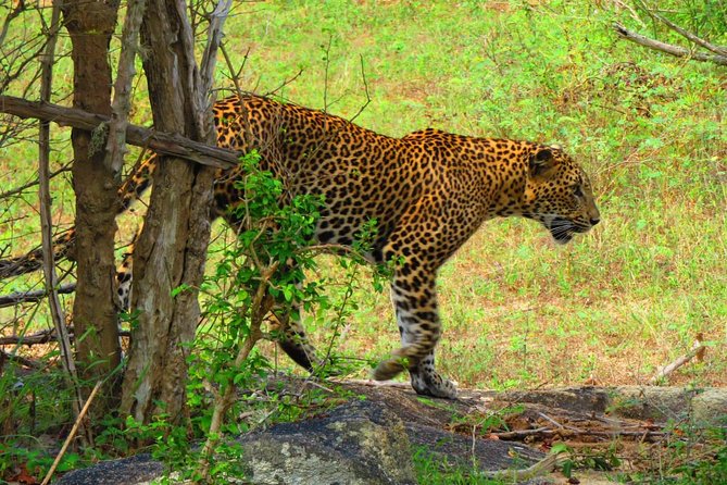 The Most Recommended Round Tour in Sri Lanka - Guide and driver quality: Lashan, Pubudu, Sanju, and Vimu-style service