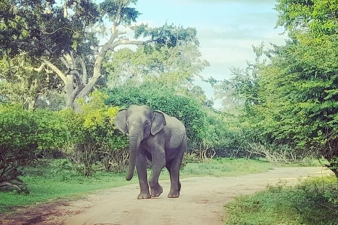 Tours and Transportation in Sri Lanka - Expect Bottled Water and Enough Flex for Real Life