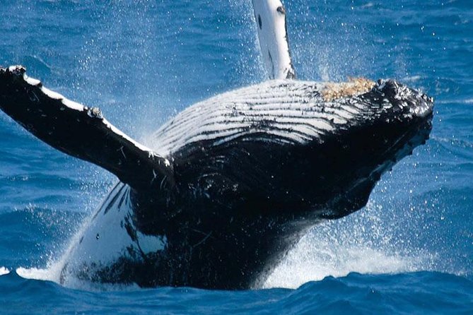 Travel Srilanka WITH Shanaka - Key Highlights You’ll Care About