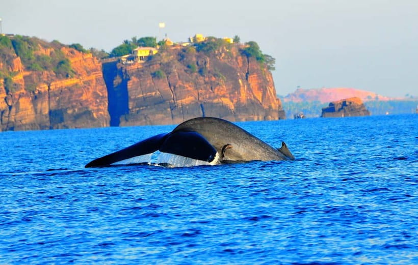 Trincomalee: Dolphin & Whale Watching Boat Tour - Animals you might spot, and what that means for your chances
