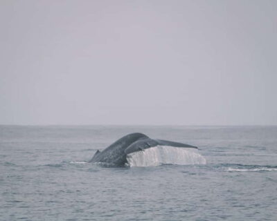 Trincomalee: Dolphin & Whale Watching Boat Tour - The 3-hour schedule: meeting, heading out, and your watch windows