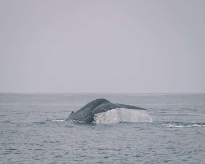 Trincomalee: Dolphin & Whale Watching Boat Tour - The 3-hour schedule: meeting, heading out, and your watch windows