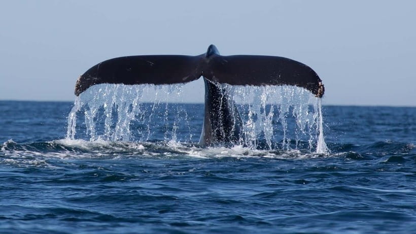 Trincomalee: Whale & Dolphin Safari Tour with Expert Guides - Morning on Trincomalee Bay: how the safari day really works