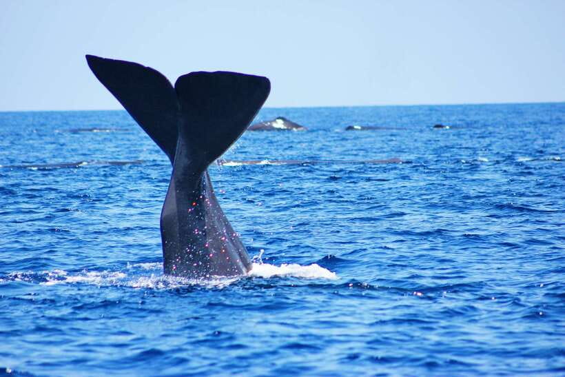 Trincomalee: Whale & Dolphin Safari Tour with Expert Guides - The ethical angle matters: calm approach and distance rules