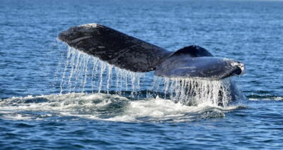 Trincomalee: Whale & Dolphin Safari Tour with Expert Guides - Getting on the boat: the Trinco Bay Dive Center meetup