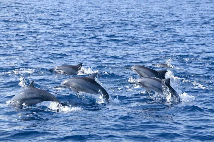 Trincomalee: Whale & Dolphin Safari Tour with Expert Guides - On board experience: what’s provided and what to bring
