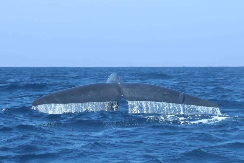 Trincomalee: Whale & Dolphin Safari Tour with Expert Guides - Meeting point and timing: where you start and when you should show up