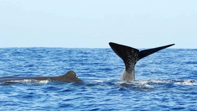 Trincomalee: Whale & Dolphin Safari Tour with Expert Guides - Price and value: is $71 fair for a whale safari?