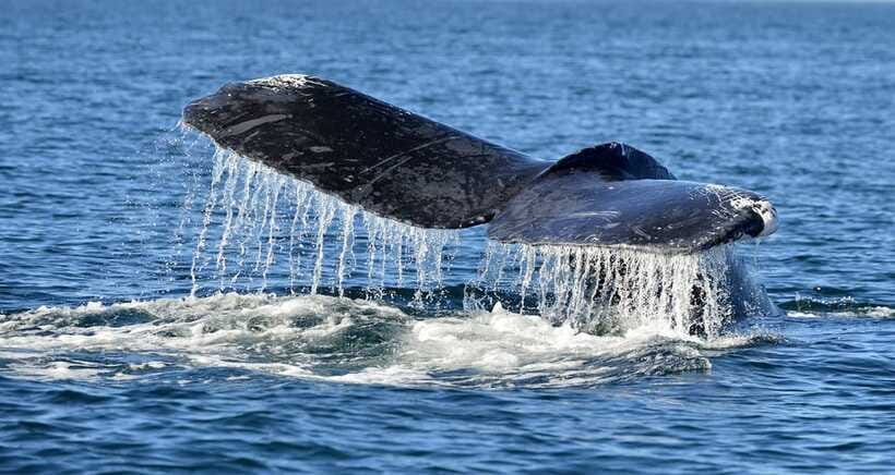 Trincomalee: Whale & Dolphin Safari Tour with Expert Guides - Who this tour suits (and who should skip it)