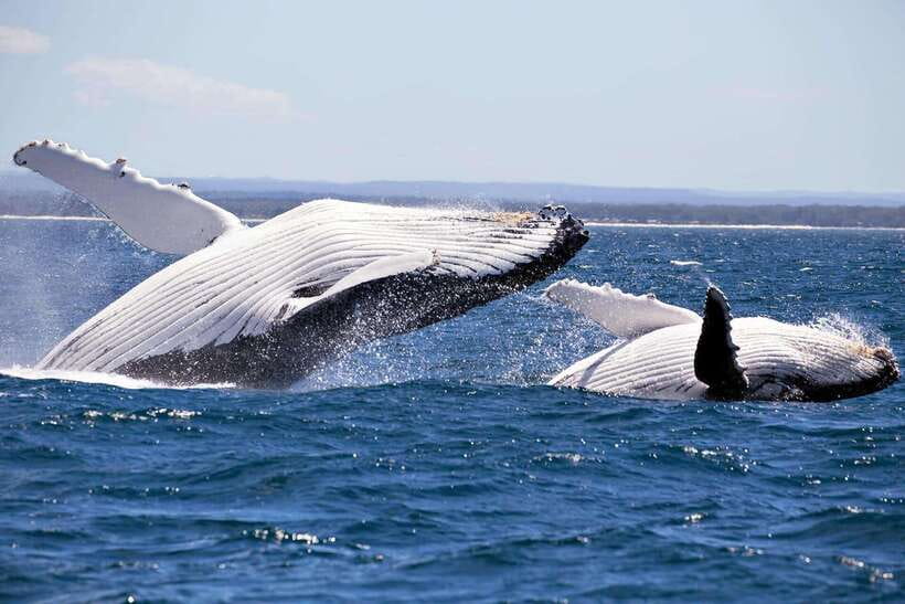 Trincomalee : Whale & dolphin watching +pigeon island tour - Out to sea: how whale and dolphin searching actually works