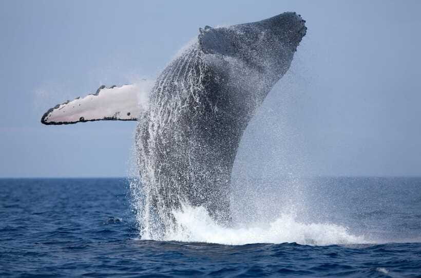 Trincomalee : Whale & dolphin watching +pigeon island tour - The coastline break: when you get to swim and reset