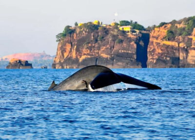 Trincomalee: Whales Watching and Navy Island Snorkeling Tour - Snorkel Gear, Safety, and the Little Things That Add Value