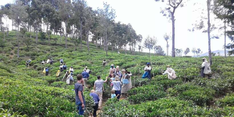 Tuk-Tuk Safari Liptons seat,Tea Fields Hike,TeaFactory Tour - Who This Tour Fits Best