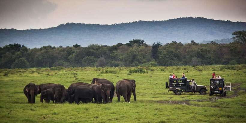 Udawalawa National Park: All-Inclusive Private Day Tour - Timing Tip: Afternoon Around 3 PM for Elephant Chances