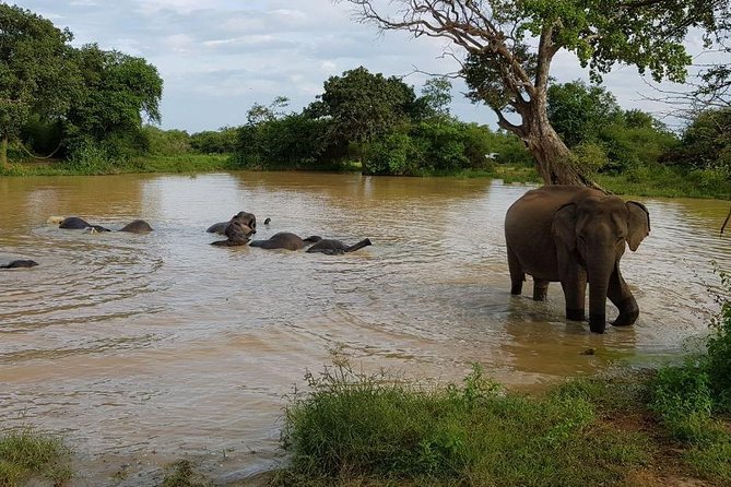 Udawalawa National Park half day Safari - Timing, Weather, and Simple Tips That Improve Your Odds