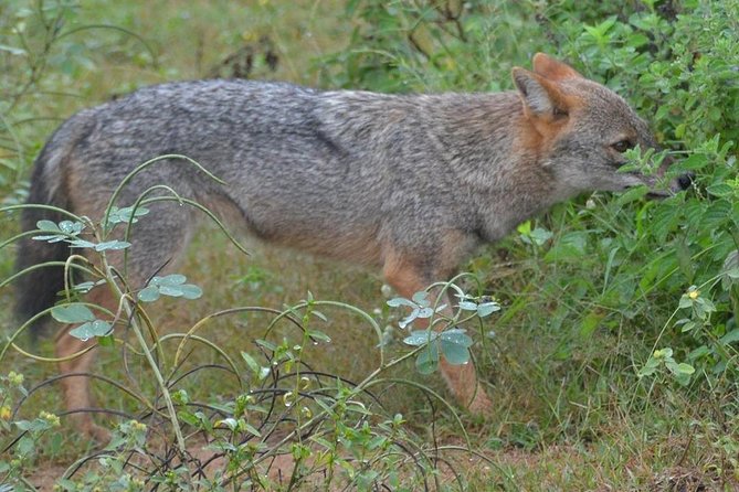 Udawalawa National Park half day Safari - Who This Half-Day Safari Fits Best