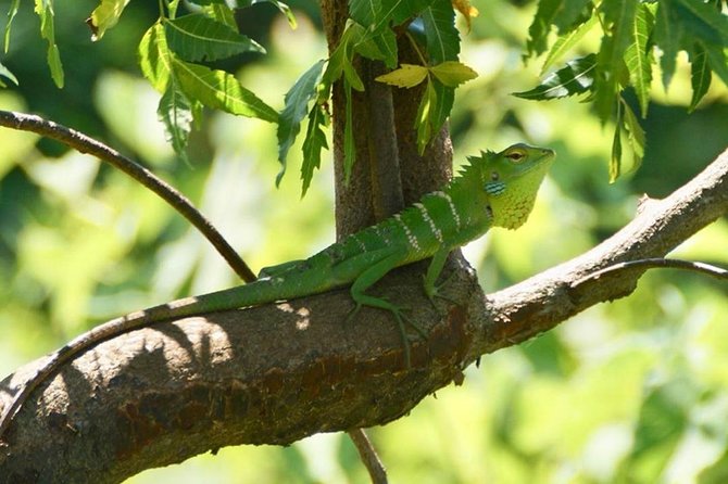 Udawalawa National Park half day Safari - Should You Book This Udawalawe National Park Safari?