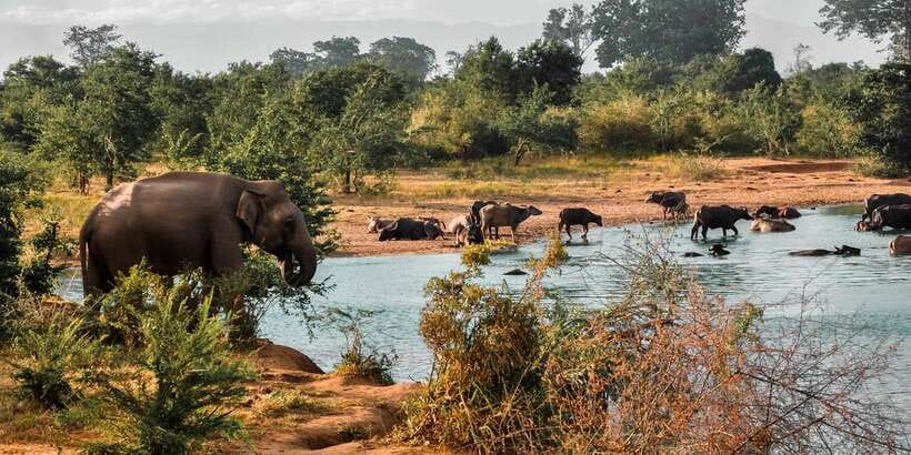Udawalawa National Park: Private Safari - Key highlights worth your attention