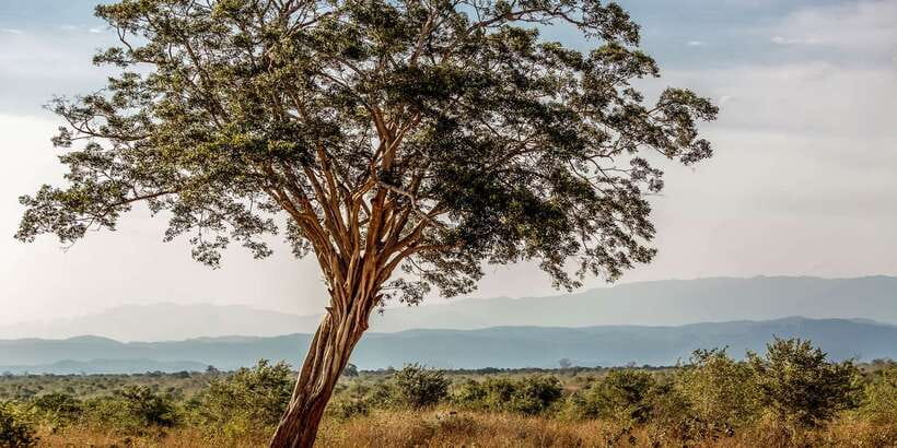 Udawalawa National Park: Private Safari - Should you book Udawalawa National Park Private Safari?