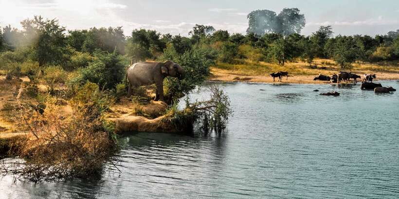 Udawalawa National Park: Private Safari - Why Udawalawa’s elephant safari feels different in Sri Lanka