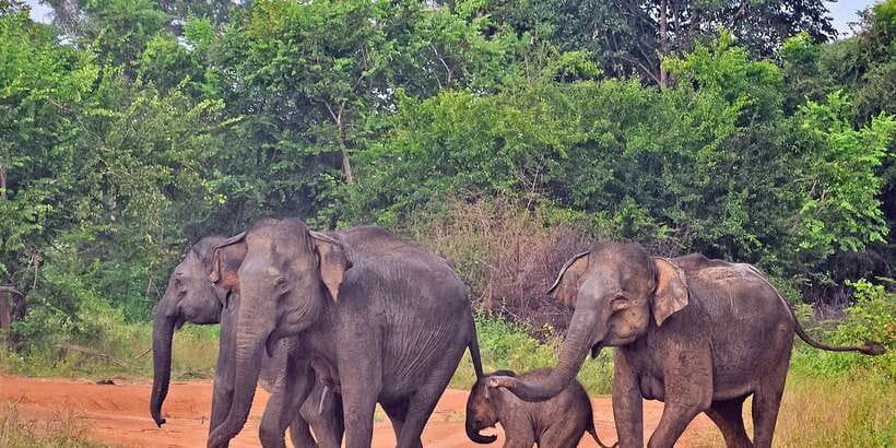 Udawalawa National Park: Private Safari - What animals and birds you’ll actually hope to spot