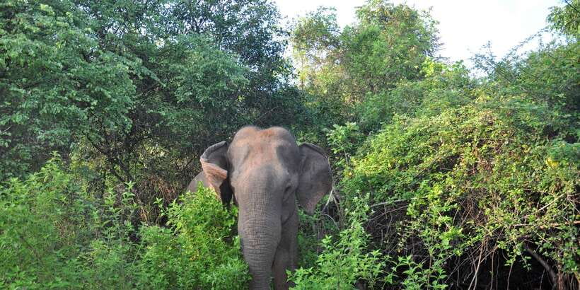 Udawalawa National Park: Private Safari - Guide style: getting elephant respect and better sightings