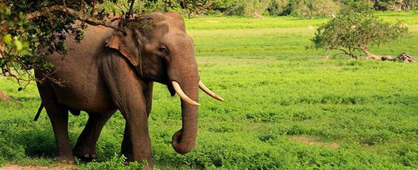 Udawalawa National Park Safari Tour with Experienced Guides - Who this safari is best for